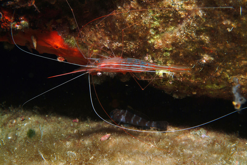 Plesionika narval